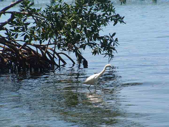 Crane by the mangrove